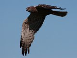 vleivalk 2  Marsh Harrier hunting : jan
